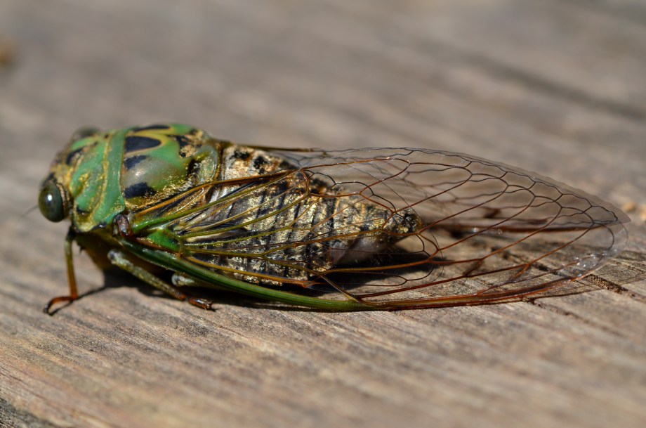 Cicada