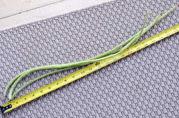 Yard Long Beans