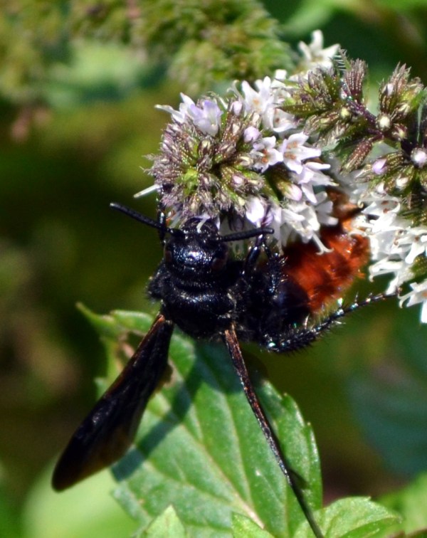 Scolia dubia (Blue-Winged Digger Wasp)