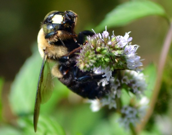 Bombus Griseocollis (Brown Belted Bumblebee)