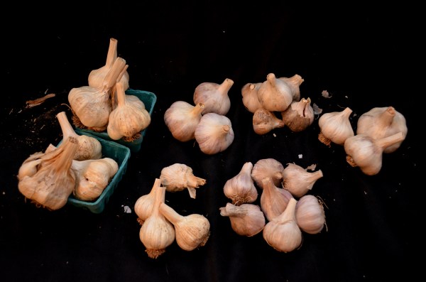 Seed Garlic - Four new types to try + two of my own to replant