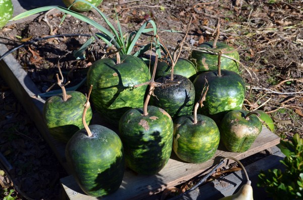 Apple_Gourds_Drying