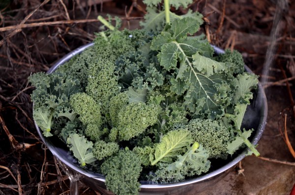 A good portion of dinner this evening 