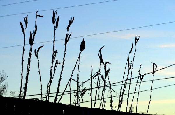 Unpicked Okra in the sky