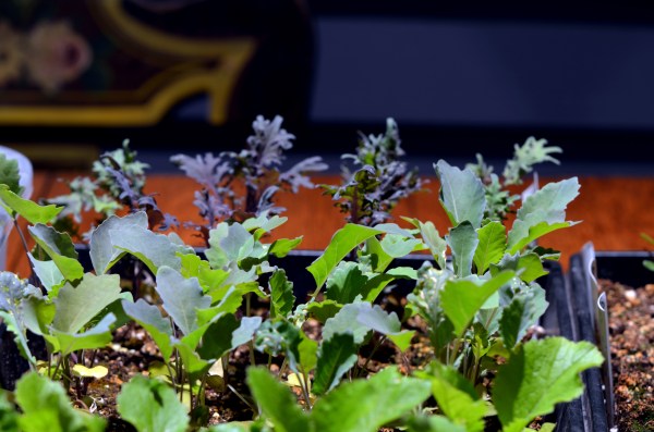 Broccoli, "Purple Peacock" behind Kohlrabi, "Early White Vienna" and Chinese Cabbage,  "Michihili"