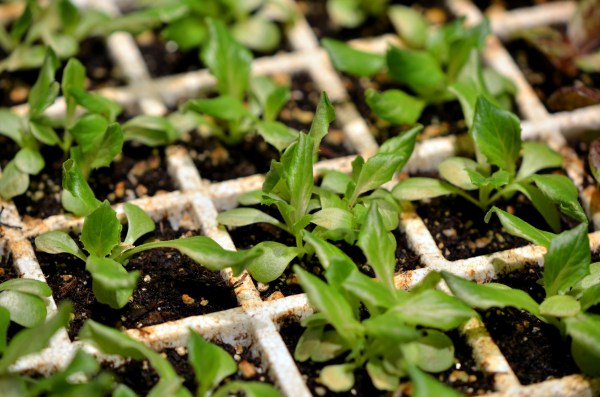 Lettuce, "Amish Deer Tongue"