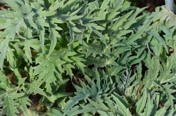Artichoke Spring