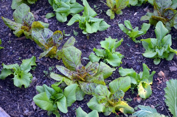 Lettuces: Forellenschluss, Reine des Glaces, Amish Deer Tongue