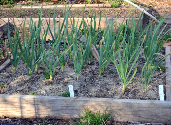 Garlic, California Late