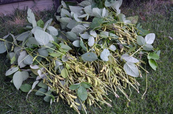 First soy harvest of the season ("Envy")