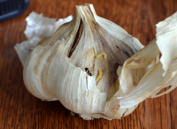 Onion Maggots in Inchelium Red Garlic 