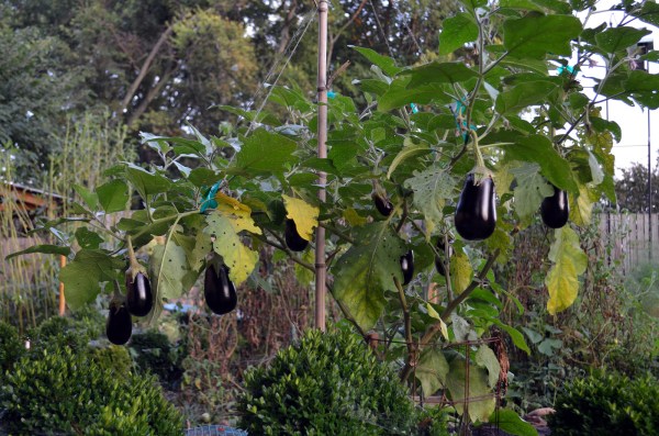 "Laden"? Is that the word? 