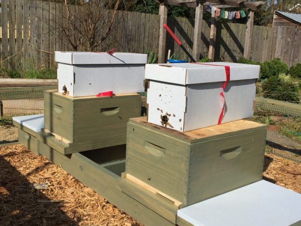 Nucs ready for installation into the new hive boxes