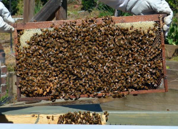 A healthy frame of brood