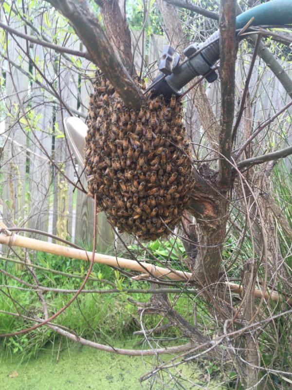 Spring swarm #1