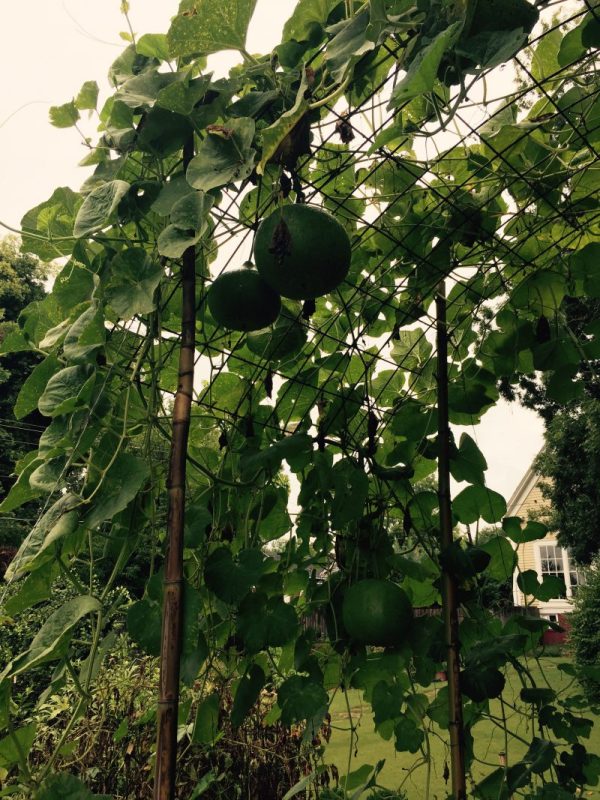 Hog Panel and bamboo trellis
