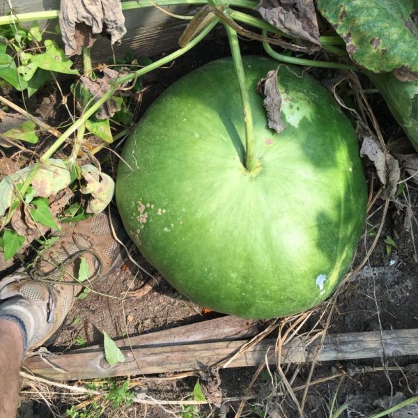 A big gourd